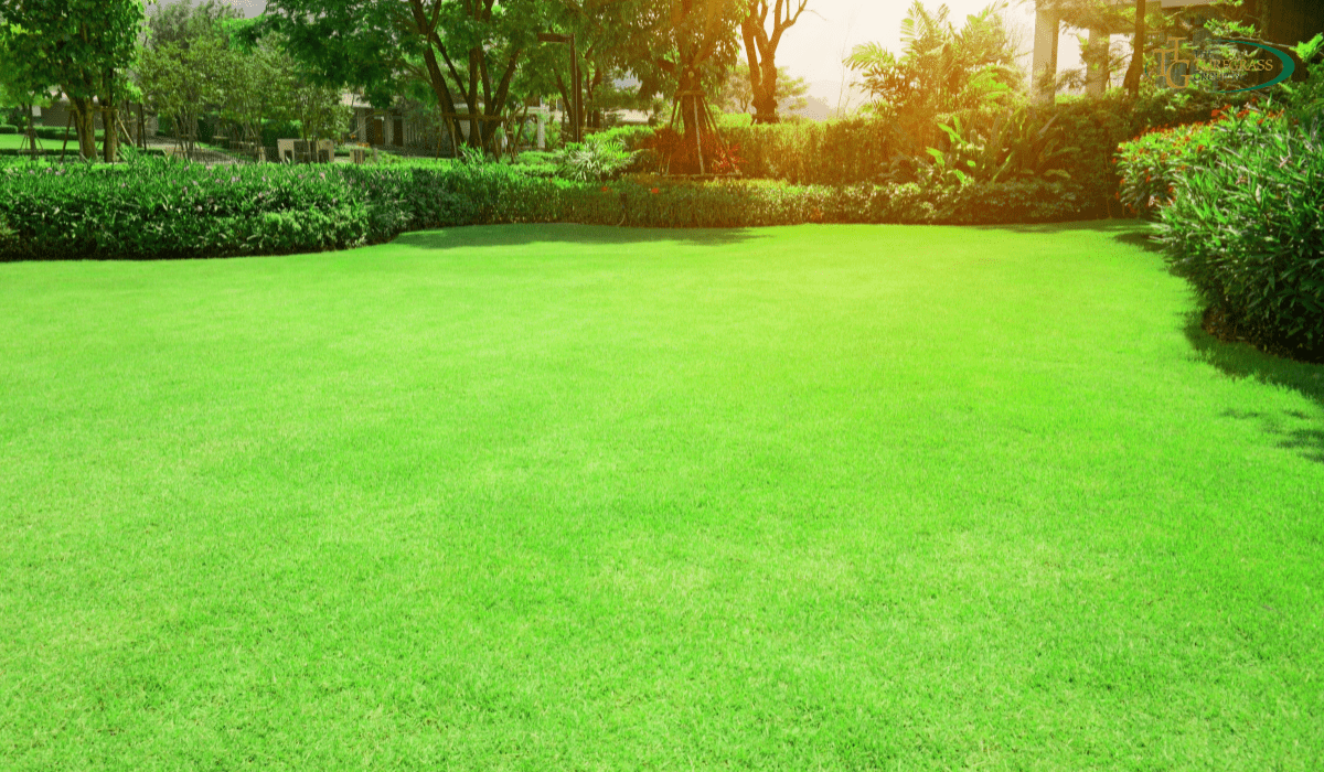 Zoysia Grass Vs Bermuda Who Wins The Battle For Your Lawn The