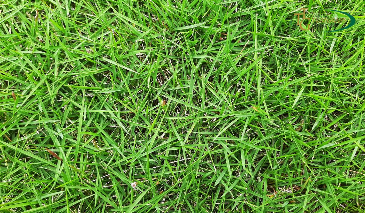 Zoysia Grass – The Eco-friendly Choice For Landscaping