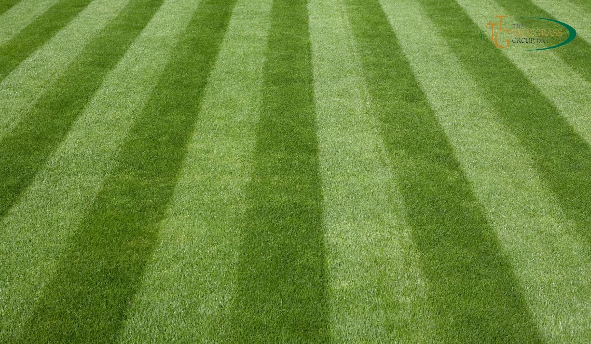 Mowing Bermuda Grass: A Guide To Lush Lawns