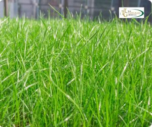 The Best Grass Varieties for Spring Planting