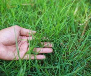 A Green Guide: Preventing and Managing Lawn Grass Diseases