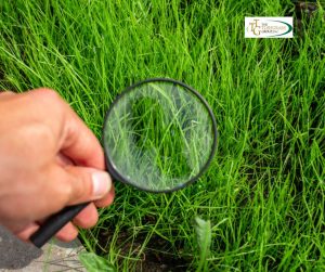 Exploring Sources: Where to Find the Supplier for Zeon Grass