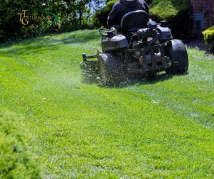 Lawn Care on a Budget: Tips for Cost-Effective Maintenance