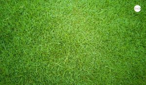 Zoysia Grass Types