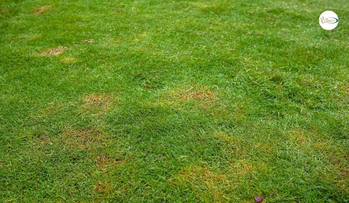 brown spots in lawn