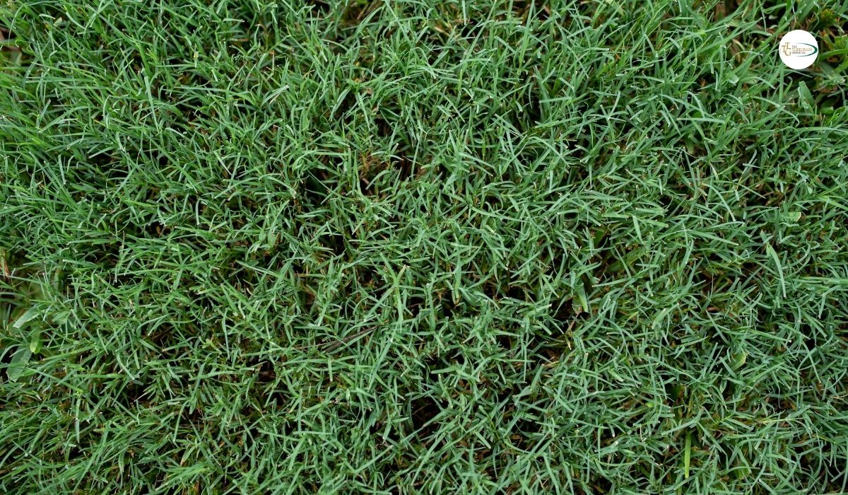 Zoysia Grass Types