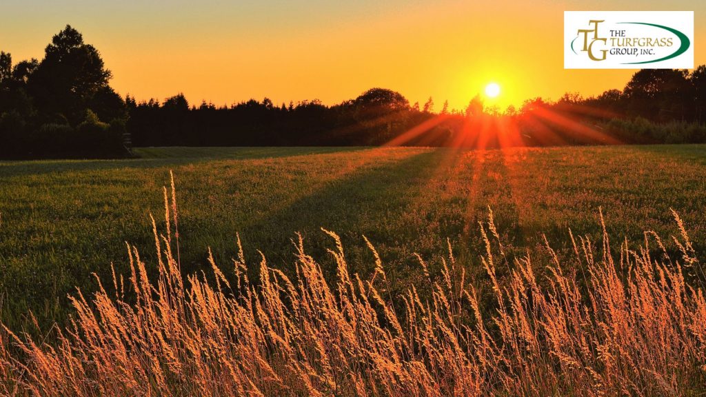 Grass Grows In Shade