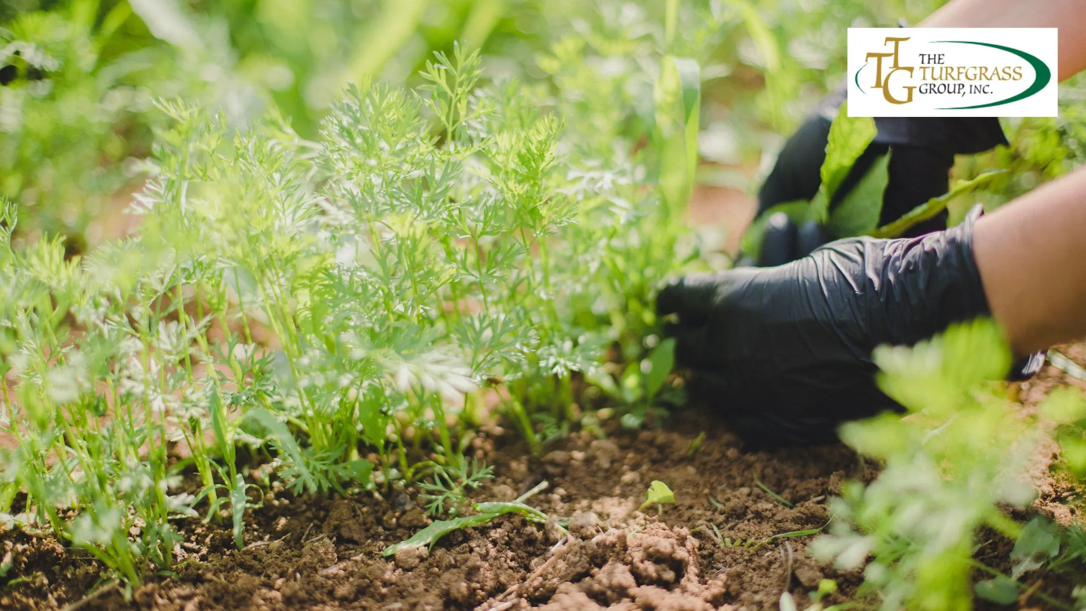 Managing Winter Weeds