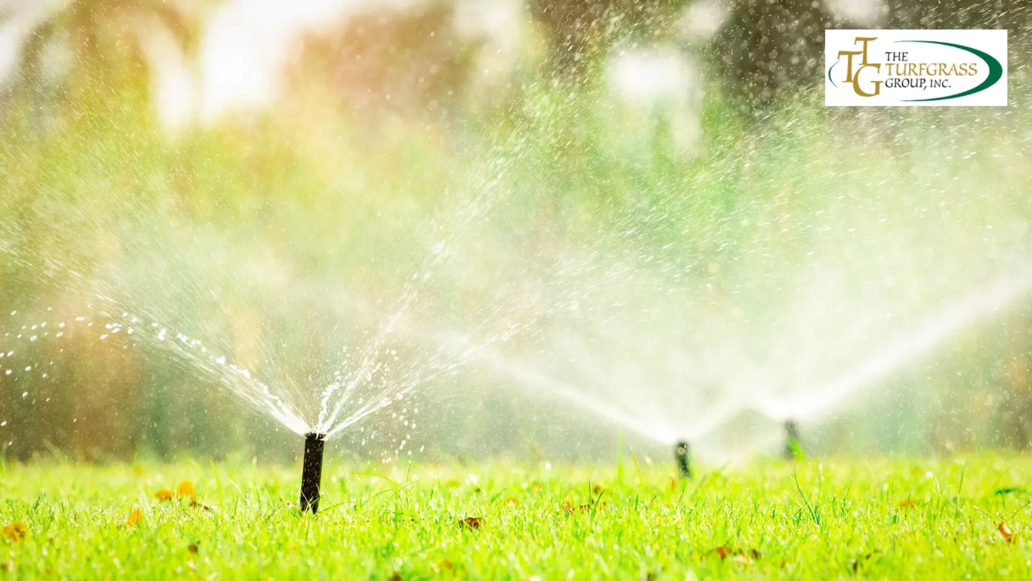 How to Improve Shade Tolerance in Your Trinity Zoysiagrass Lawn