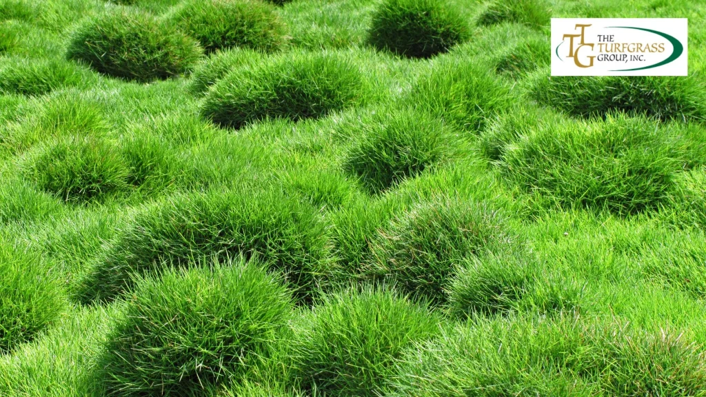 Zoysia Grass