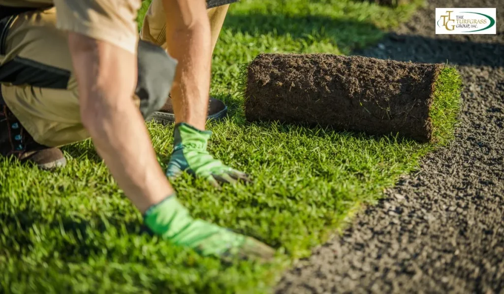 7 Popular Types Of Turf Grass For Home Lawns 7132