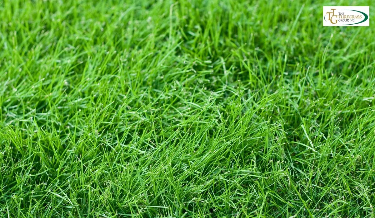 Zoysia Grass