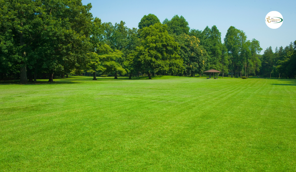 Trinity Zoysia