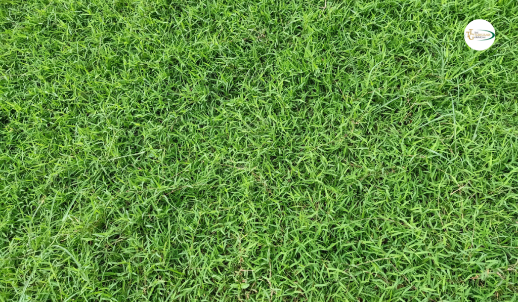 TifTuf® Bermudagrass