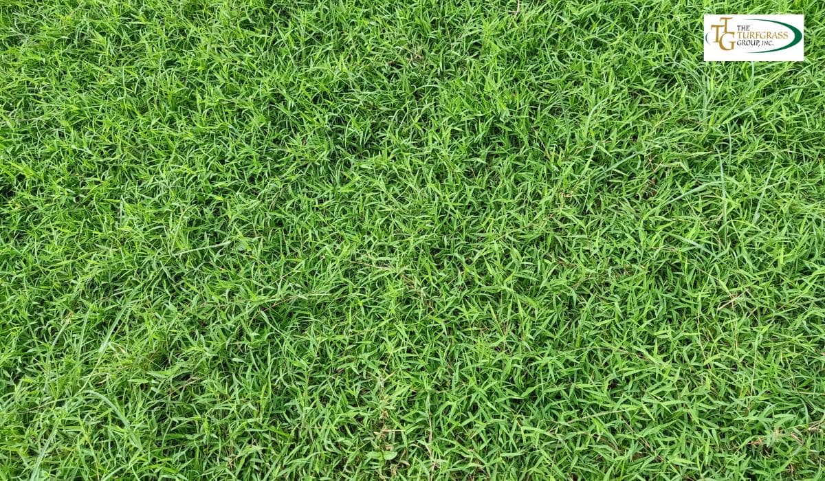 TifTuf® Bermudagrass