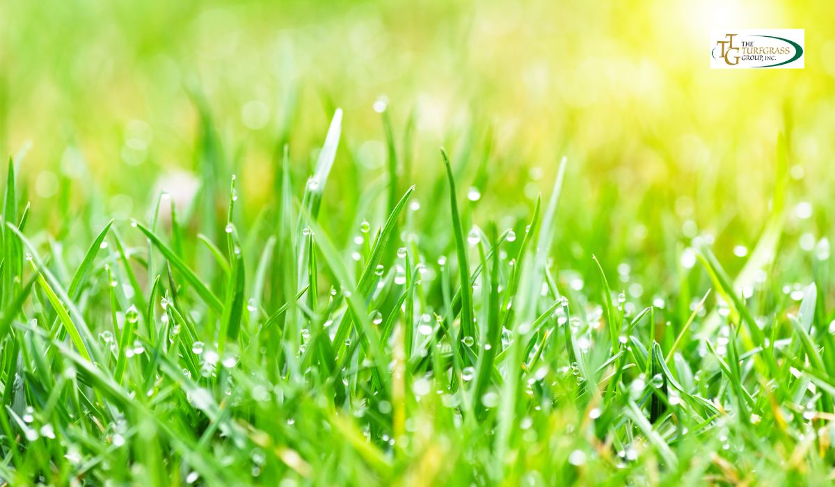 Turfgrass: Shade-Tolerant Top Picks for Low-Light Conditions