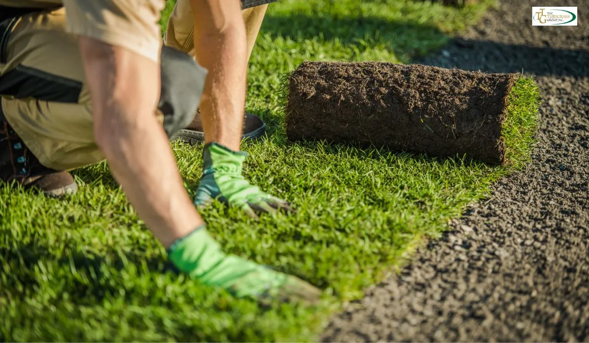 Turfgrass Certification Process