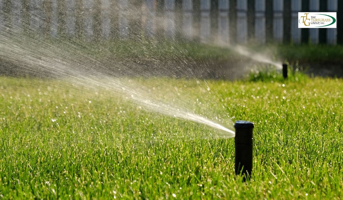 Understanding Drought-Tolerant Lawns