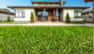 zeon zoysia® grass near me