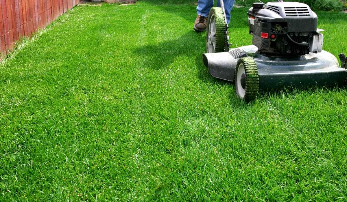 TifTuf® Bermuda Turf Mowing