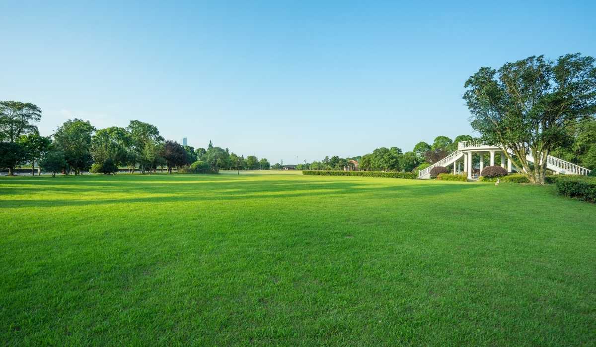 Trinity™ Zoysia Grass lawn