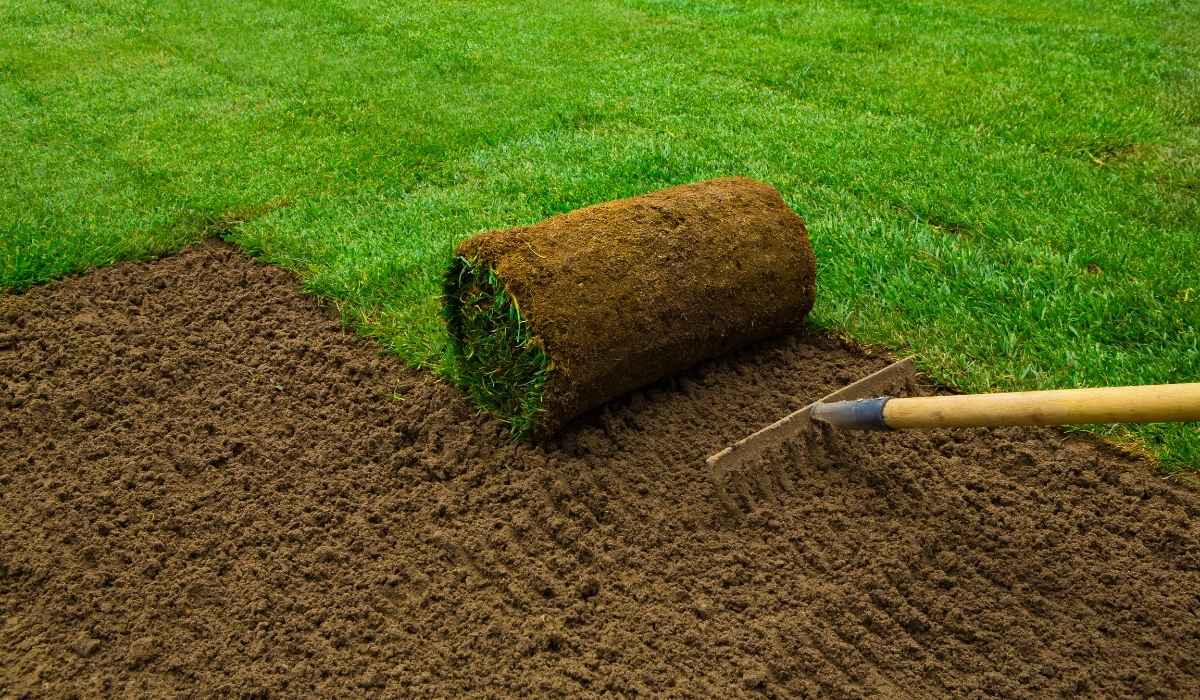 JaMur® Zoysia Sod Grass lawn