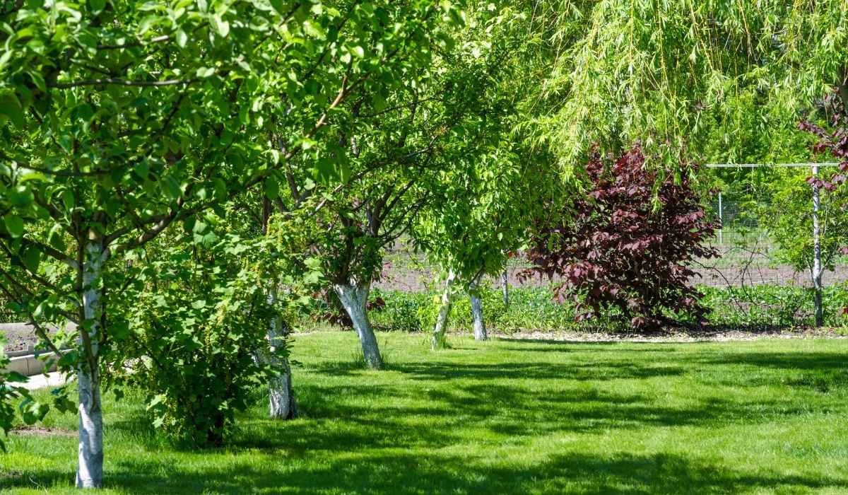 TifTuf® Bermudagrass for Landscapers