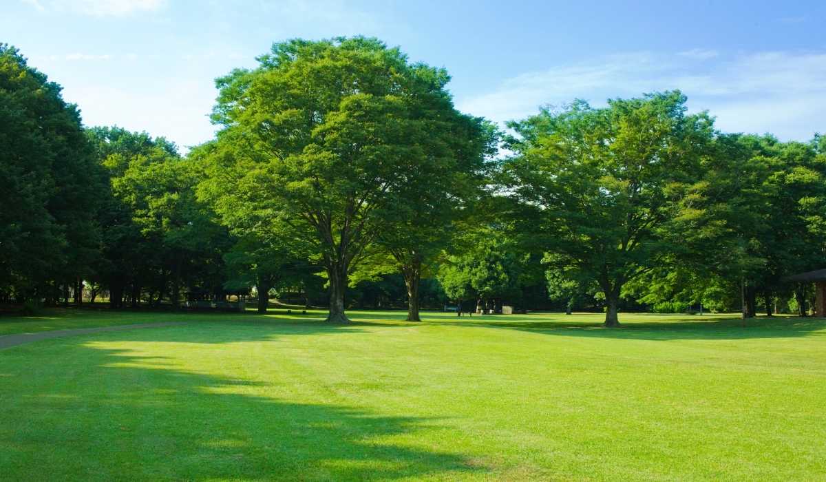 Zeon Zoysia® Grass