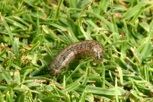 Fall Armyworm copy