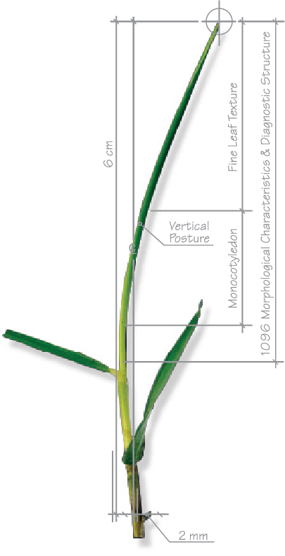 Grass blade diagram