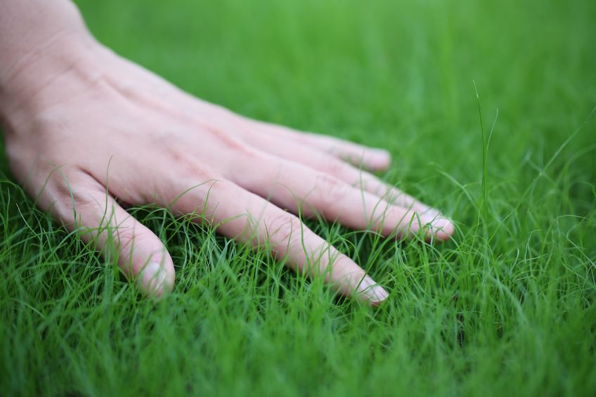 Hand touching TifBlair Centipede grass