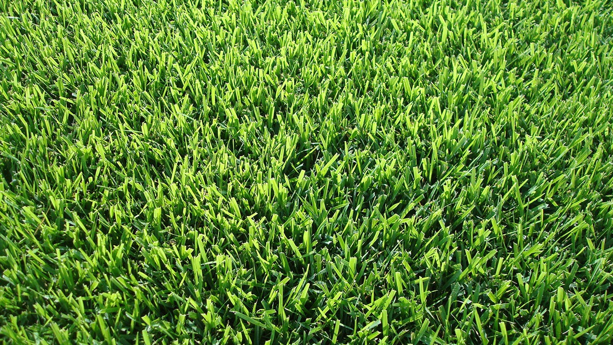 is zoysia grass good for dogs