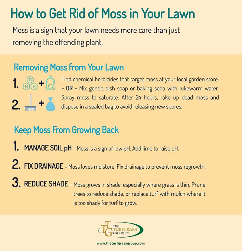 Controlling moss store in lawns