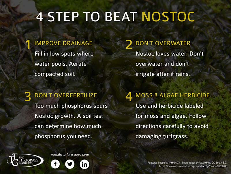 Nostoc A Green Jelly Growing On Your Lawn [infographic]