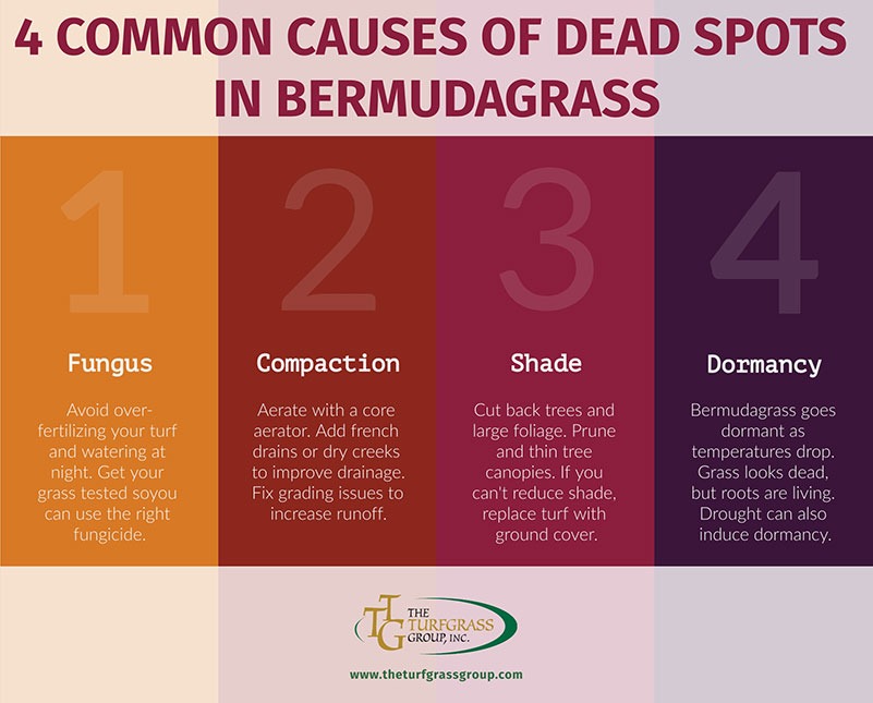 How to Fix Dead Spots in Bermudagrass [infographics]