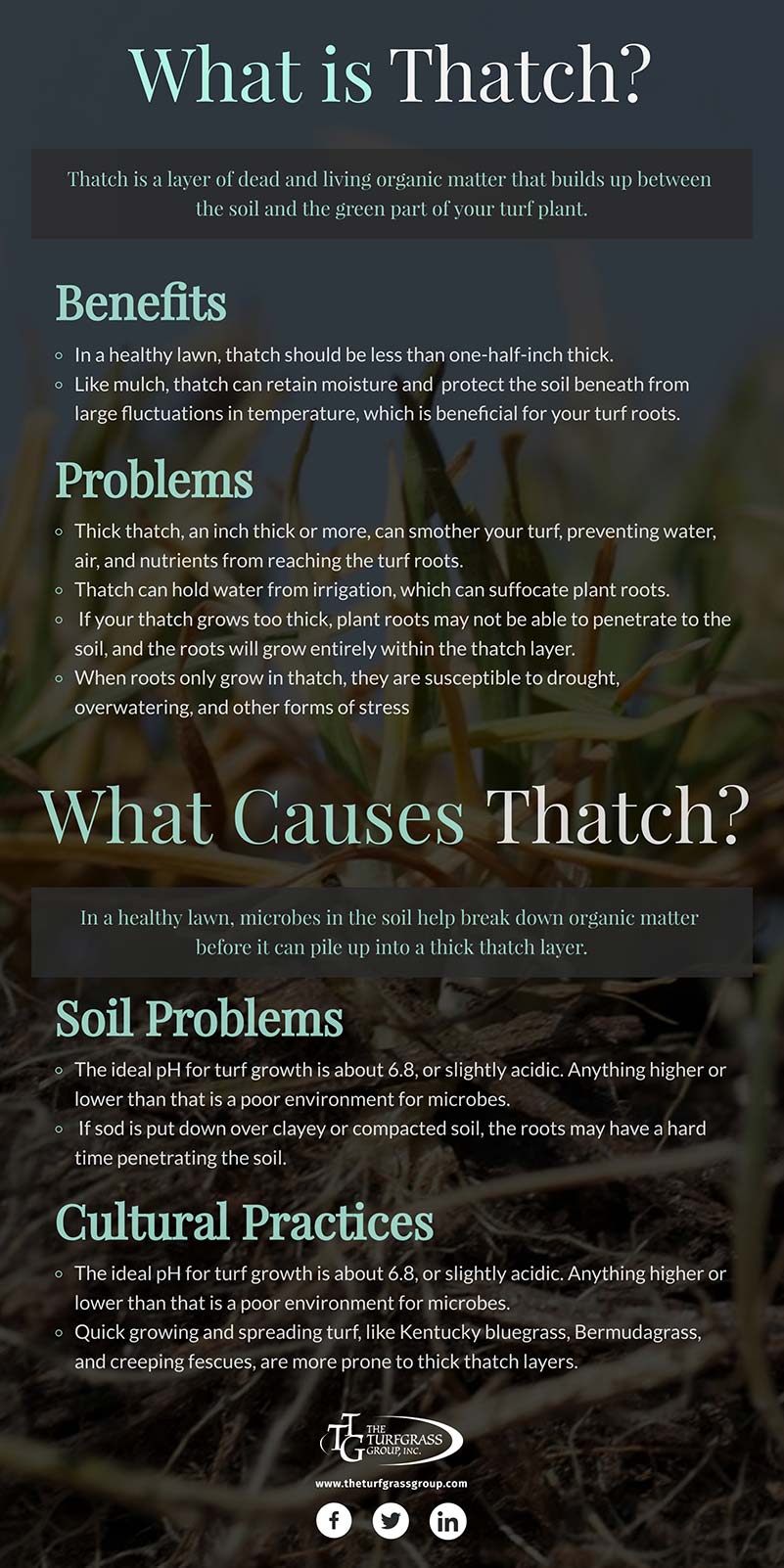 The When Why and How of Dethatching Your Lawn [infographic]