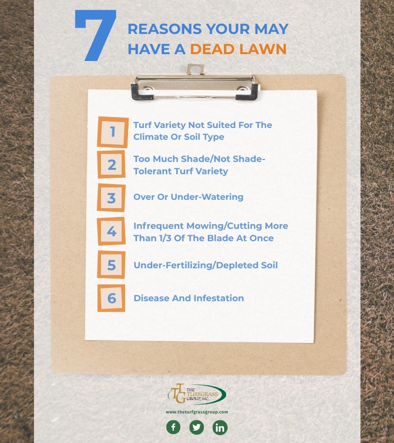 Reviving a Dead Lawn [infographic]