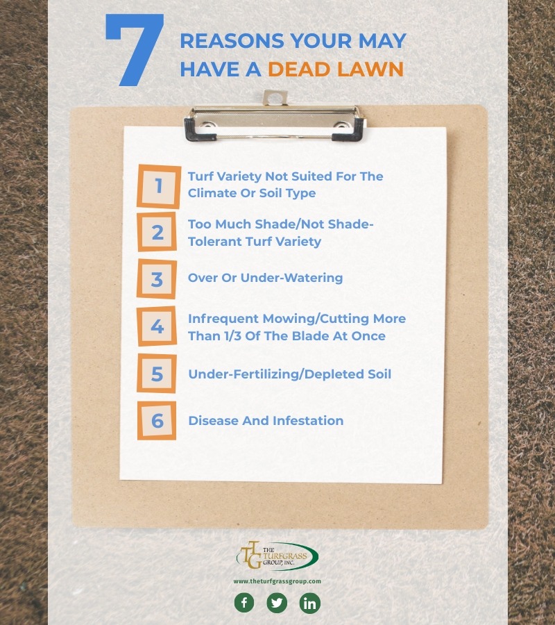 How To Revive Dead Grass and a Dead Lawn: Step by Step