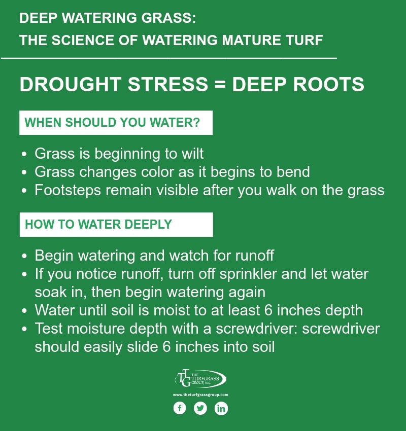 Deep Watering Grass - The Science of Watering Mature Turf [infographic]