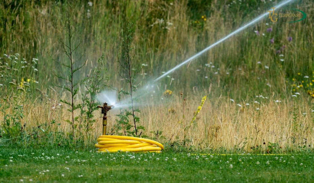 Tips for Watering the Summer Lawn 