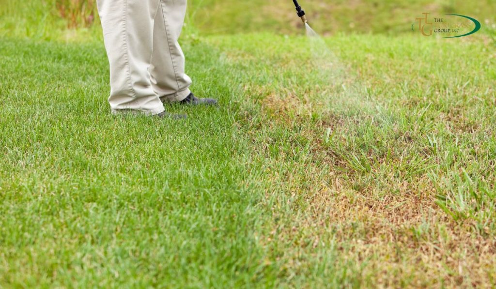 Essential Lawn Care Tips