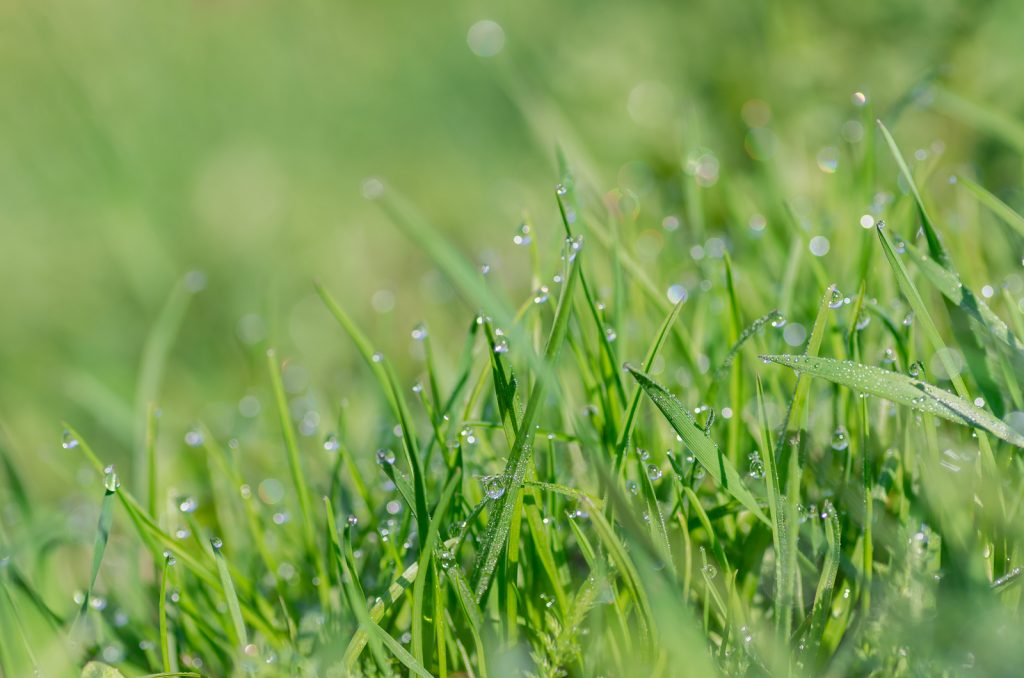 Dew Drops On The Young Green Grass. Fresh Green Grass Close-up.