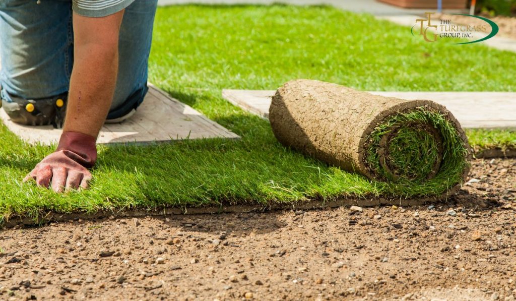 5 Reasons to Consider Sod for Your Lawn