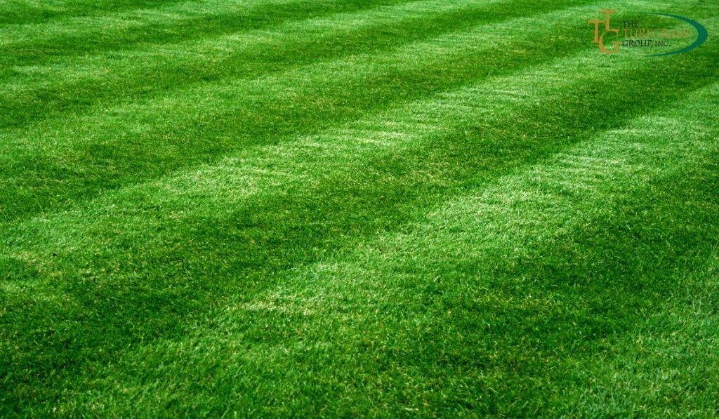 3 Quick and Easy Lawn Hacks