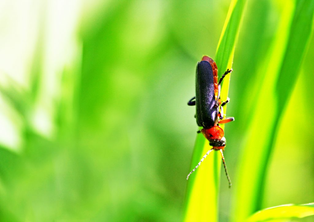 Softly. Big Red And Black Beetle. Insect On Green Grass Close-up