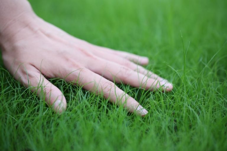 TifBlair™ Centipede: Low Maintenance Turf with TifBlair™ Sod