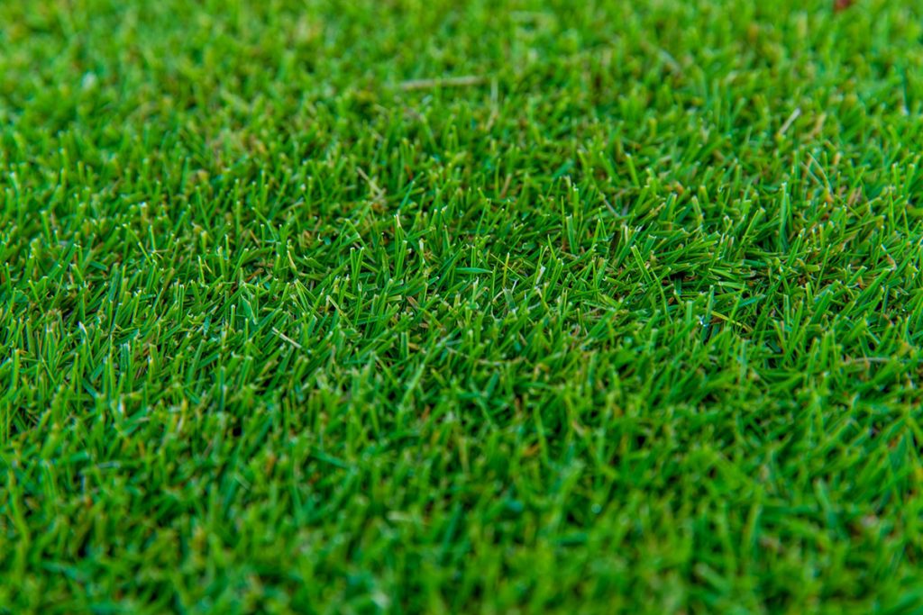 Tiftuf Bermuda Shade Drought Tolerant Bermuda Grass