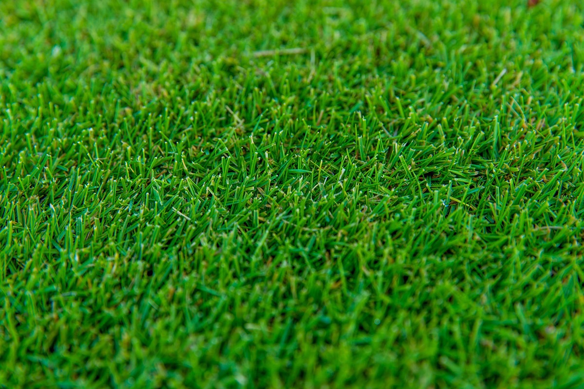 TifTuf® Bermuda | Shade & Drought Tolerant Bermuda Grass