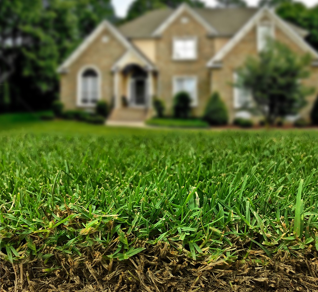 TifTuf® Bermuda | Shade & Drought Tolerant Bermuda Grass