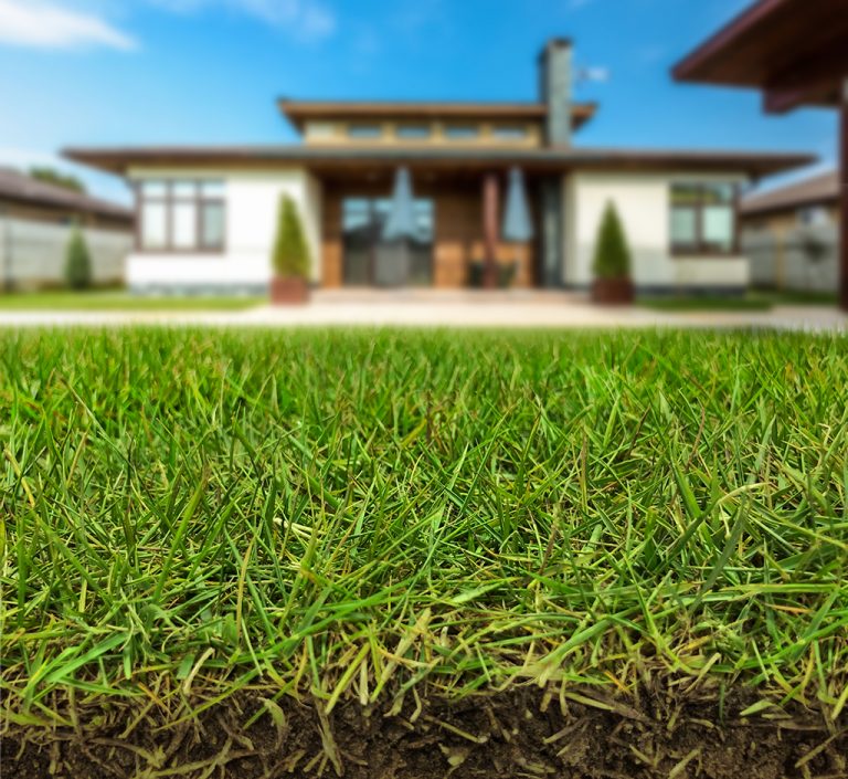 Zeon® Zoysia | Shade & Drought Tolerant Zoysia Grass and Sod